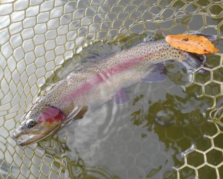 大安トラウトレイク釣果